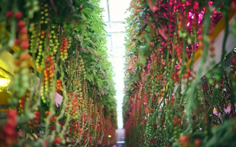 Strawberries and Cherry Tomatoes