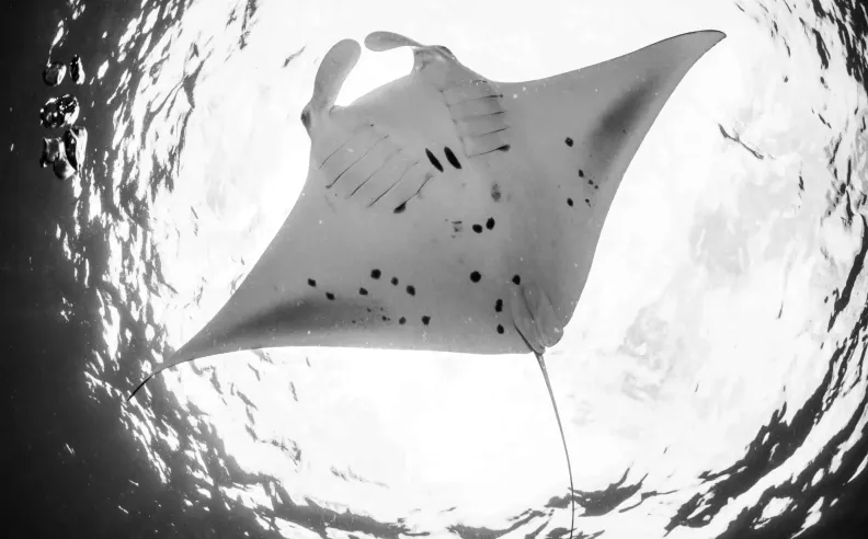 برنامج غوص فريد في إنتركونتيننتال المالديف: تجربة الغوص مع أسماك المانتا راي