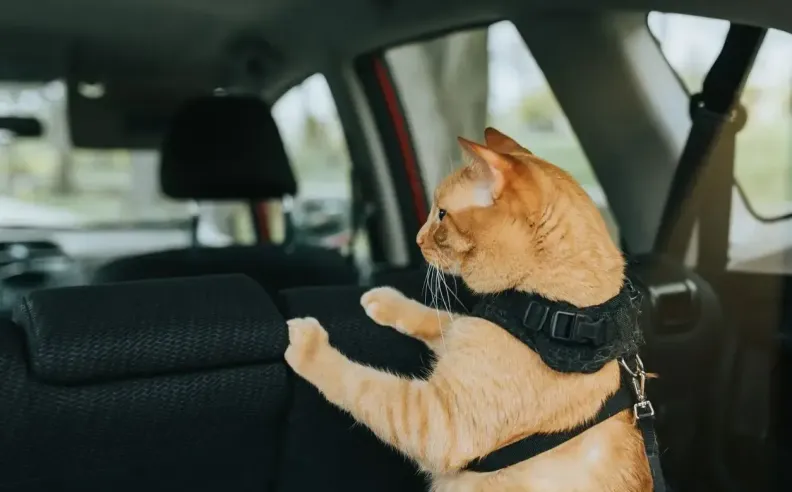 ضوابط السلامة المرورية أثناء القيادة