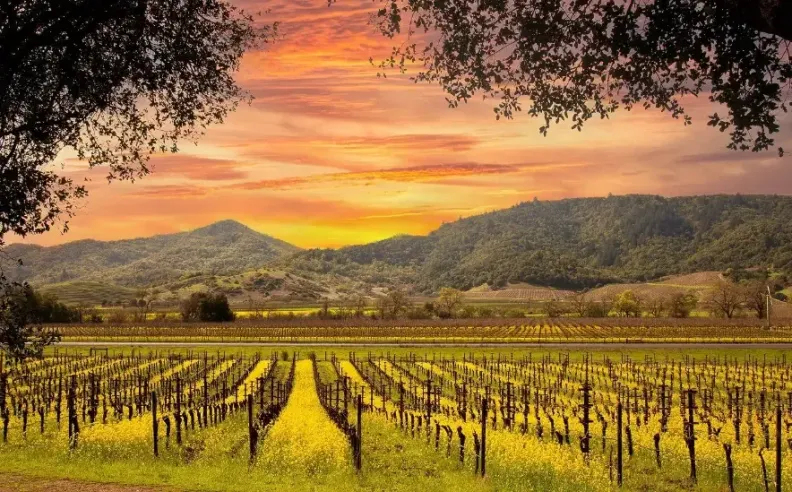 Napa Valley: رحلة تجمع بين الطبيعة والمذاقات الراقية