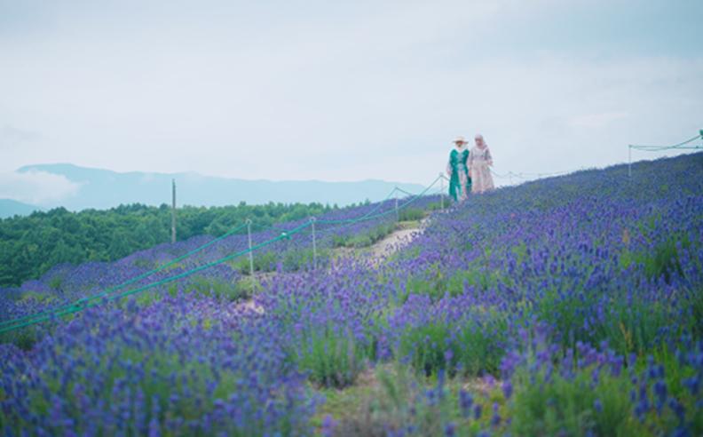 Japan Tourism Growth and Summer Escape to Hokkaido
