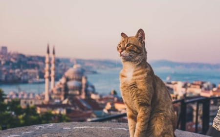 Beyond the Iconic Landmarks: Meet the Cats of İstanbul