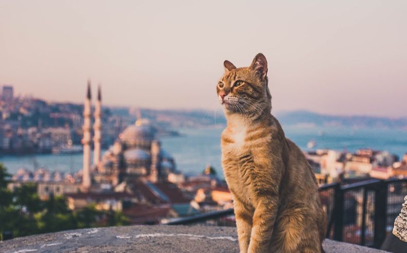 Beyond the Iconic Landmarks: Meet the Cats of İstanbul