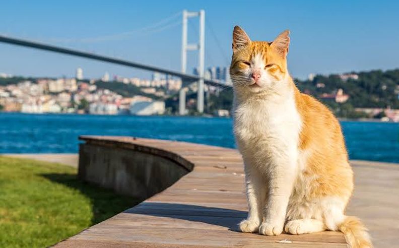 İstanbul’s Cats and Their Place in the City