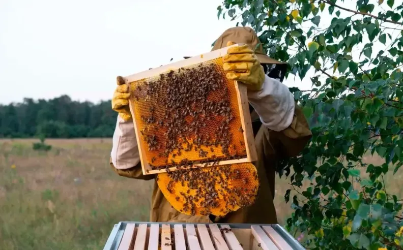 Practical Skills That Start at the Hive