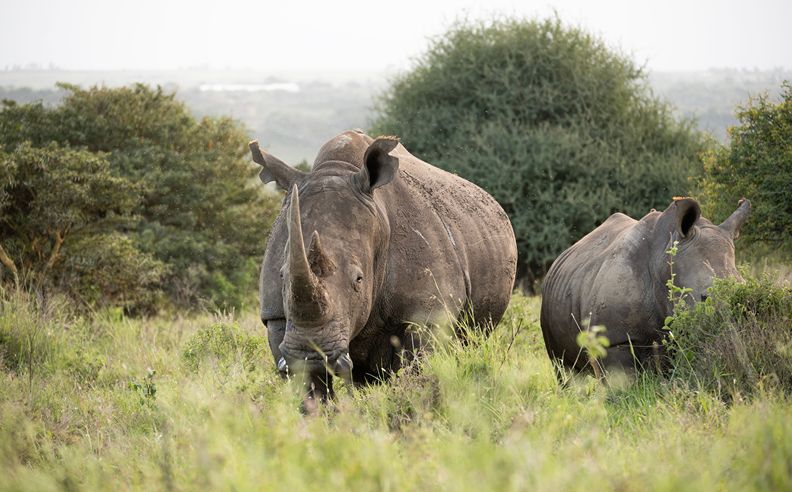 Victoria Falls Private Game Reserve Welcomes Both Black and White Rhinos