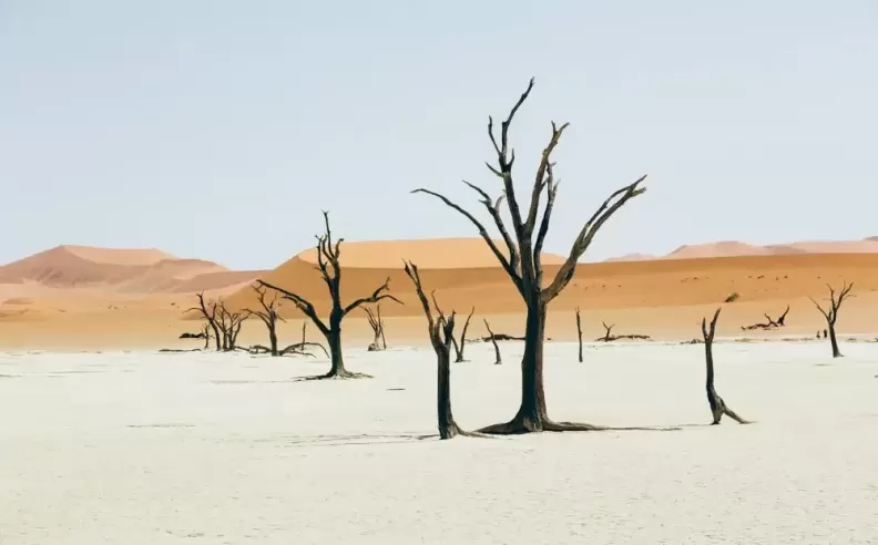 Namib Naukluft National Park: From Desert to Sea