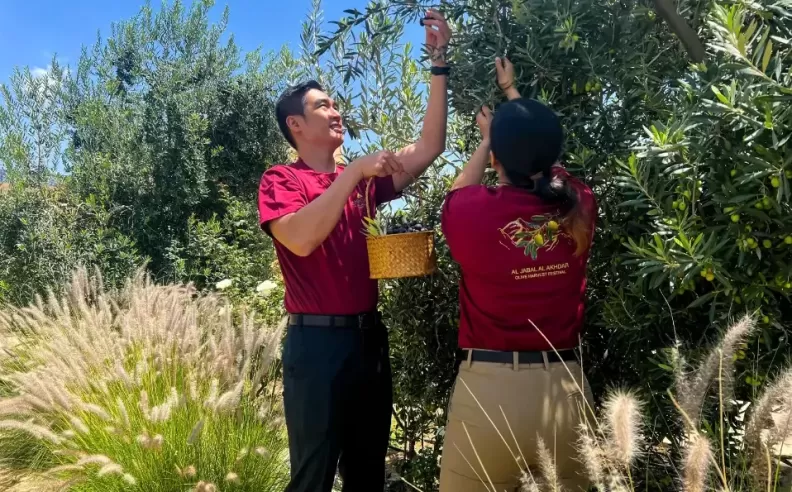 Immersive Olive Harvesting and Culinary Delights