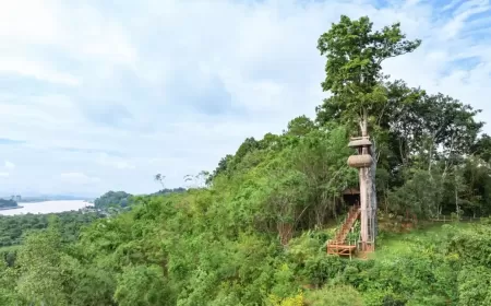 Elevated Gastronomy: Canopy, A Tree Top Dining Experience,Arrives at Anantara Golden Triangle