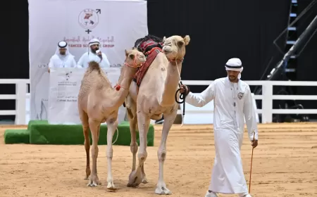 Abu Dhabi Hunting Exhibition hosts largest Arabian camel auction, AED 2.5M sales