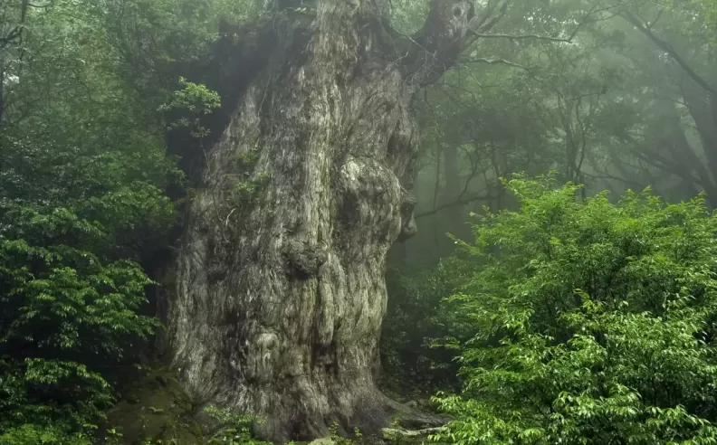 Explore the Magical Island That Inspired Studio Ghibli’s Masterpiece