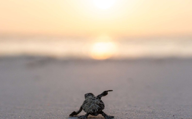 Guided Turtle Walks and Conservation Activities