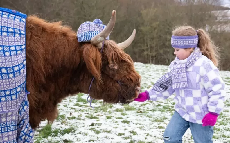 Highland Coos and Scotland's Winter Magic