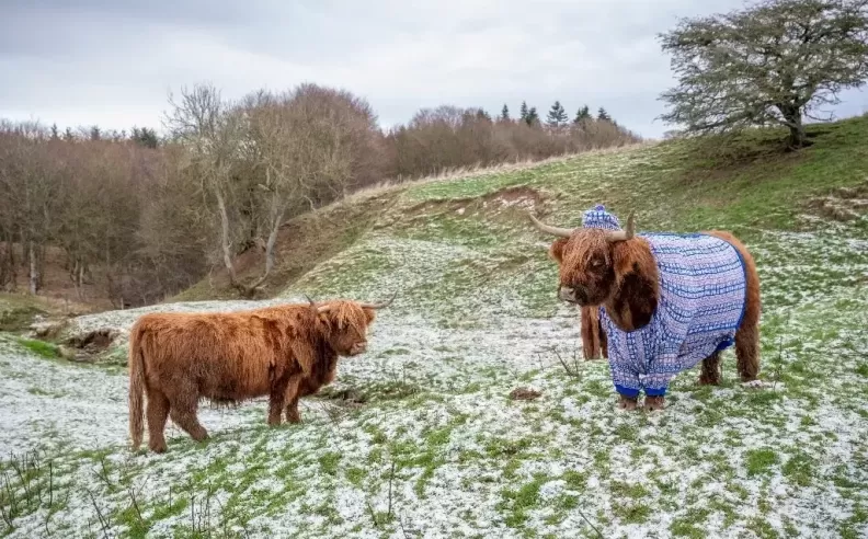 Coos in Cardis – Scotland Winter Magic Unveiled