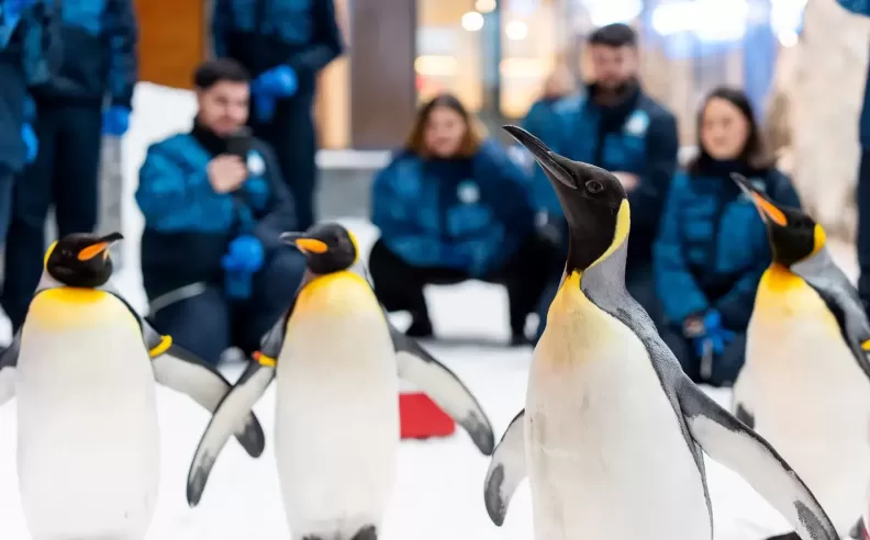 A Unique Winter Adventure: Breakfast with Penguins