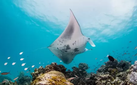 Experience Thrilling Manta Ray Encounters at The Fourth Edition of The Manta Retreat at InterContinental Maldives