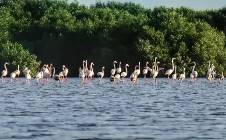 Al Zorah Nature Reserve