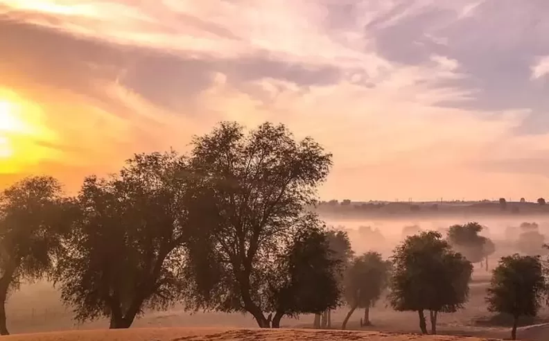غابة الحير
