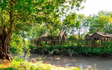 مخيم Mara Toto Tree Camp: تجربة سفاري فاخرة وسط الطبيعة في قلب كينيا
