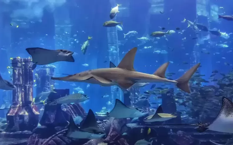 Dubai Aquarium Views at the Mall