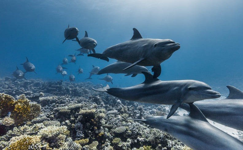 Filmed Across the Globe's Richest Waters