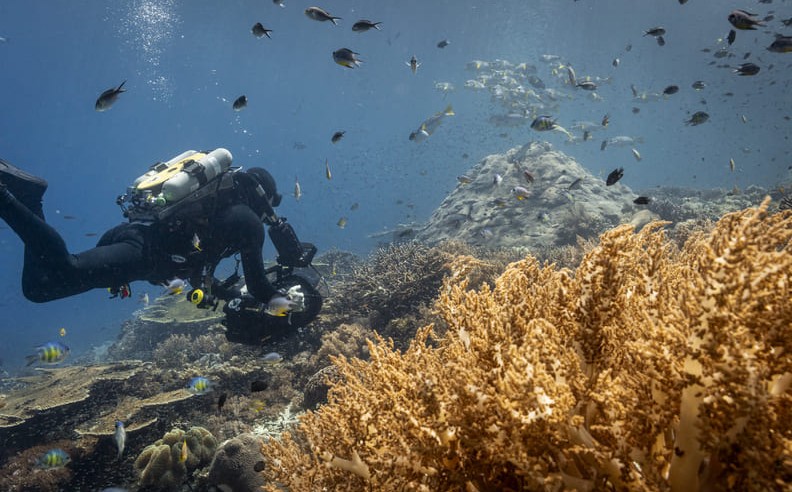 World Ocean Day Watch Alert – New Nat Geo Documentary: Ocean with David Attenborough