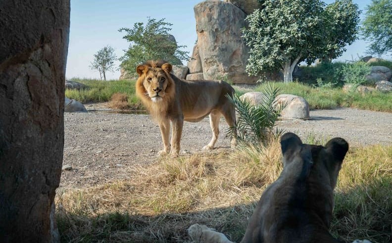 Nature, Heritage, and Retreats in Sharjah