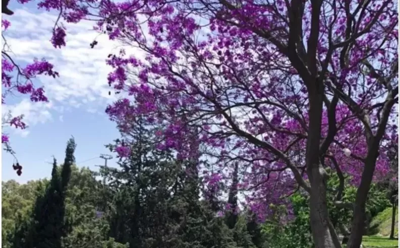 موسم الجاكرندا في أبها