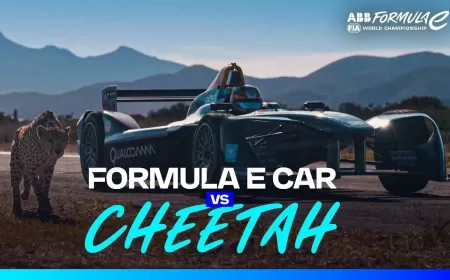 Cheetah vs Fastest Car on Earth: Who Wins the Ultimate Race?