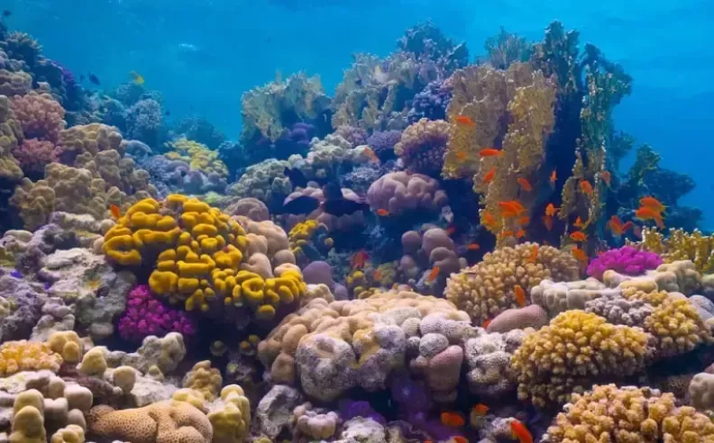 UNDER THE WATER: Dive Into Pristine Coral Realms