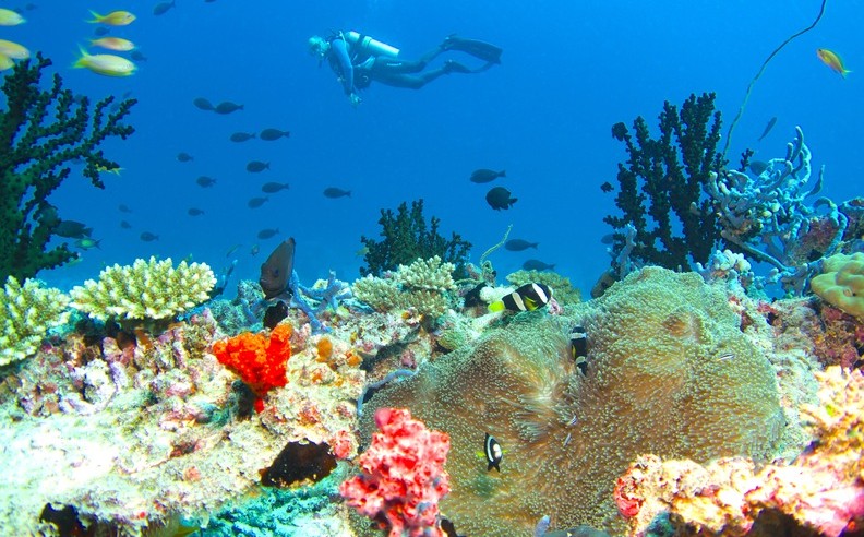 Discover the legendary house reef at Baros Maldives