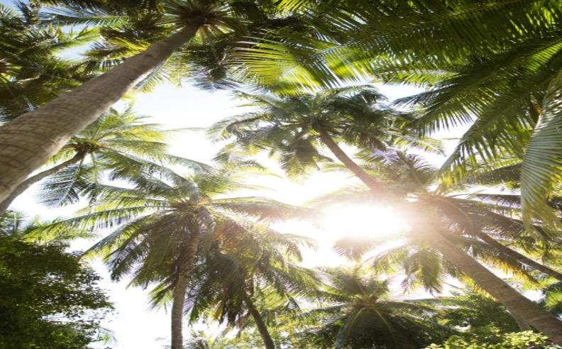 المكوّنات الطازجة والثقافة المستدامة في باروس