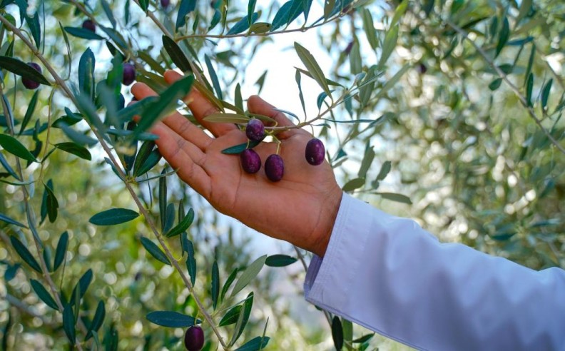  موقع المنتجع وتجربة الضيوف