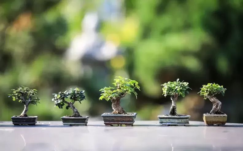 A Journey of Patience