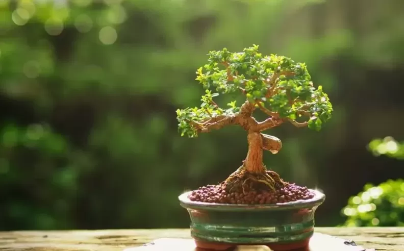 The Beauty of the Miniature Tree