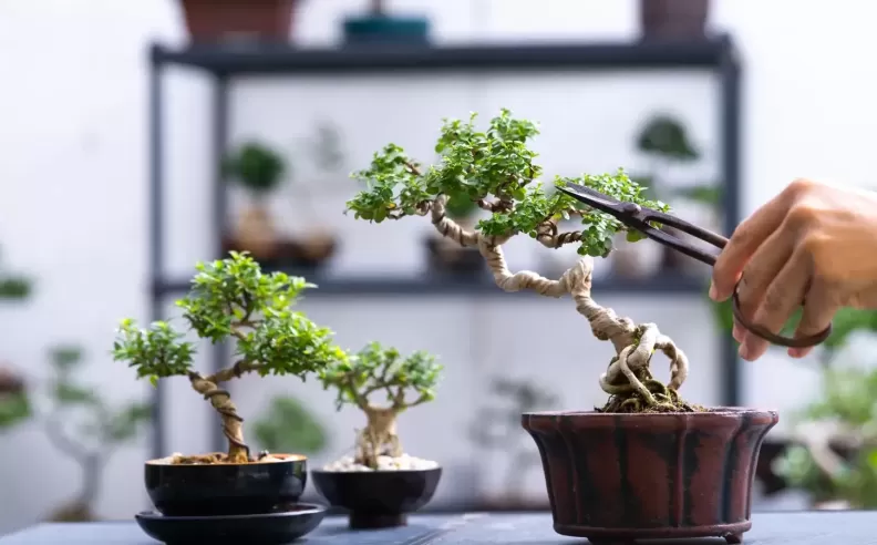 Bonsai for Beginners The Art of Miniature Trees Patience and Beauty