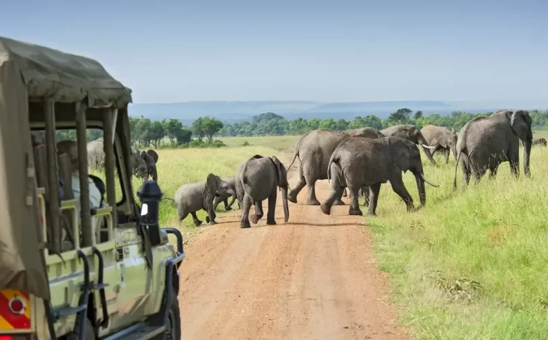 From Savannahs to Snow Peaks The Worlds Wildest Road Trips Await
