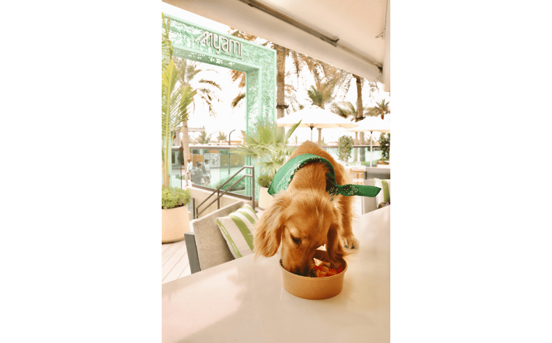 A Favorite for Furry Friends