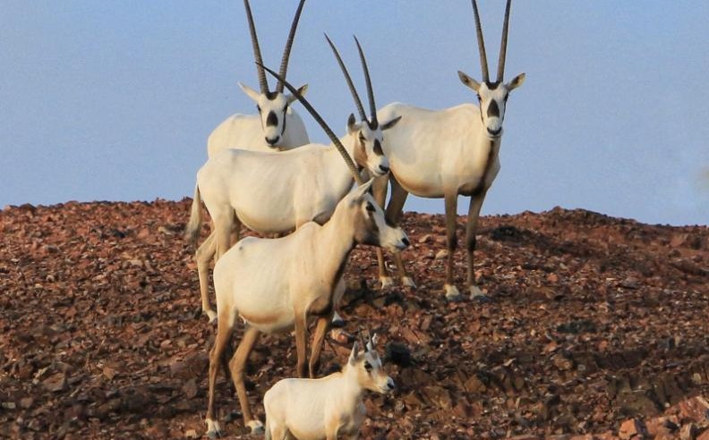 مدن مستدامة ورؤية عمرانية جديدة