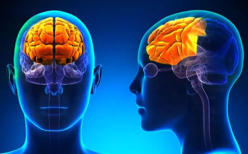 The Brain Under Sleep Deprivation