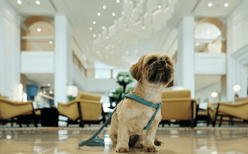 Sofitel Al Hamra Introduces Pet-Friendly Staycation
