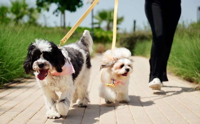 تجربة شاملة للحيوانات الأليفة