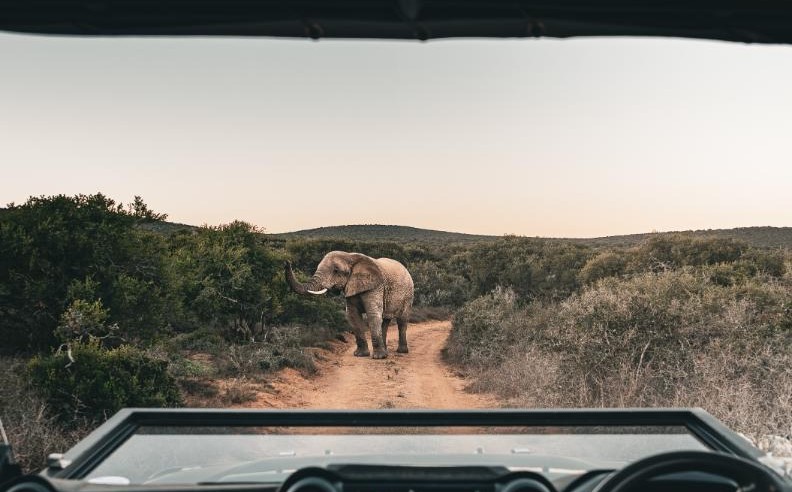 إنفي لودجز تطلق نُزل أدو في جنوب إفريقيا