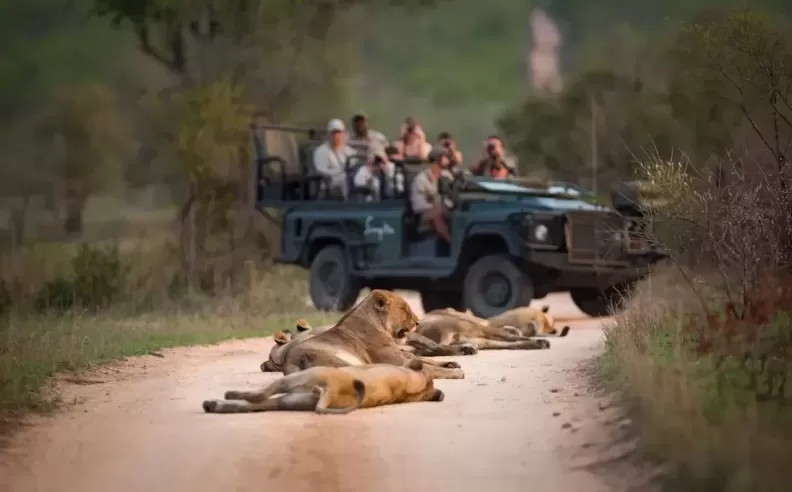 The Intense Encounter with Lions