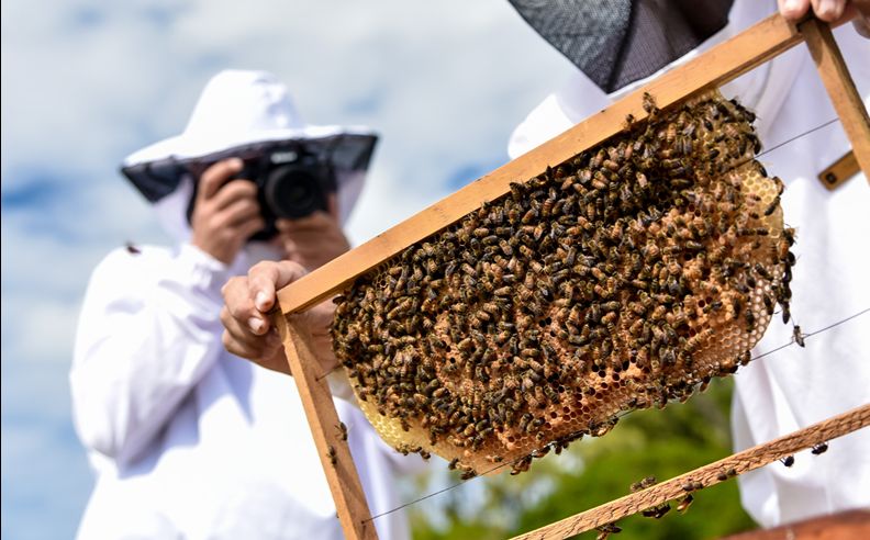 شانغريلا لو تويسروك: أكبر مشروع فندقي لحماية النحل في موريشيوس
