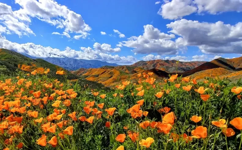 استكشاف الجمال الطبيعي والمواسم المتنوعة في كاليفورنيا