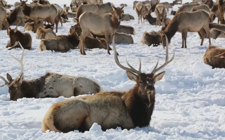 Wildlife Corridors and Natural Pathways