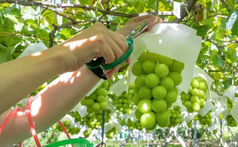 Seasonal Delights: Fruit Picking in Nagano