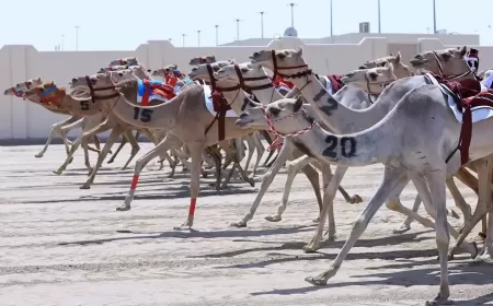 مهرجان المؤسس للهجن يشعل منافسات الموسم بجوائز قياسية وحماس جماهيري