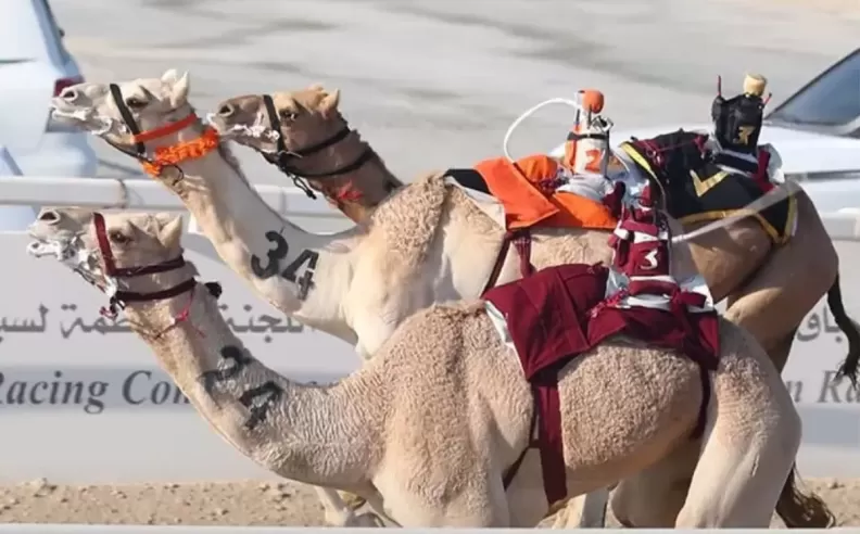 A Packed Racing Program